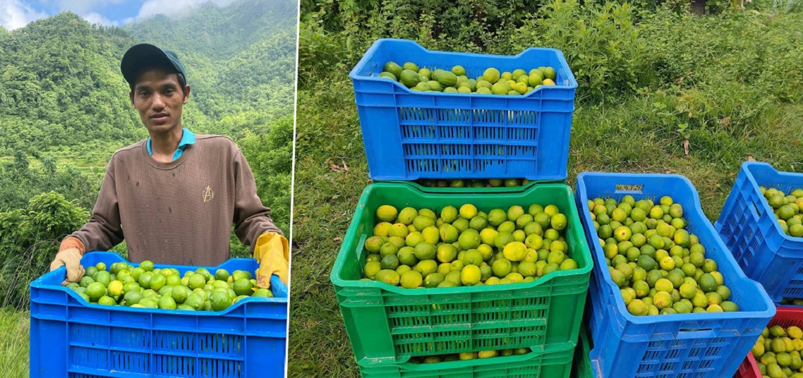 कागतीले बजार नपाउँदा तनहुँका किसान निराश